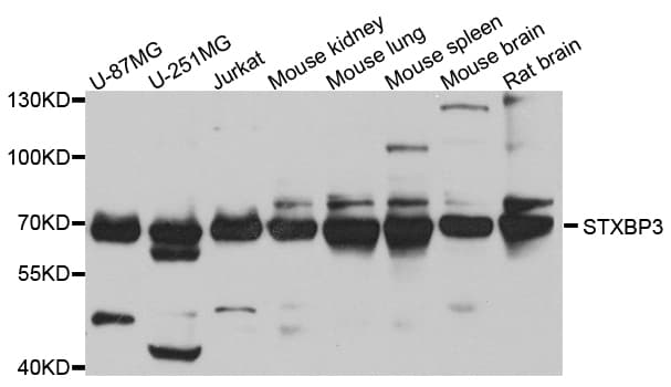 STXBP3 Antibody