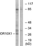 OR10X1 Antibody (aa216-265)