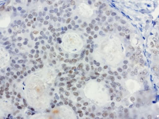 XRCC1 Antibody (clone UMAB40)