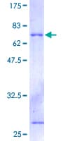 Human DAP3 Protein (Recombinant GST)