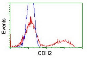 CDH2 / N Cadherin Antibody (clone OTI2G7)