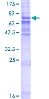 Human ZMPSTE24 Protein (Recombinant GST)