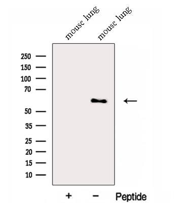 FMO5 Antibody
