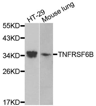 TNFRSF6B / DCR3 Antibody