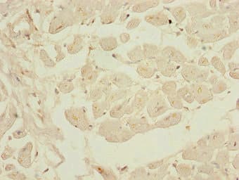 BTEB / KLF9 Antibody