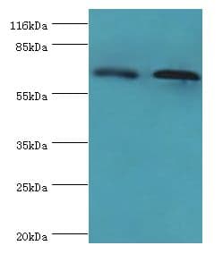 FLRT1 Antibody (Biotin)