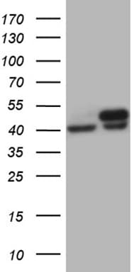 Monoclonal Mouse anti-Human WDR77 / MEP50 Antibody (clone OTI4A6, Carrier-free, aa1-250, WB)