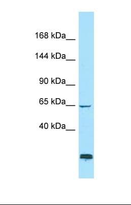 CCDC80 Antibody (aa721-770)