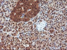 DSTN / Destrin Antibody (clone OTI1G8, Carrier-free)