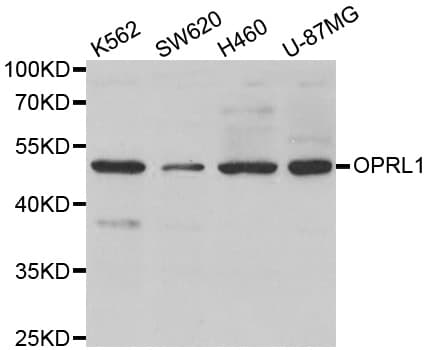 OPRL1 / ORL1 Antibody