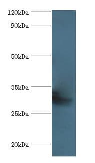COLEC10 Antibody (aa28-277, HRP)