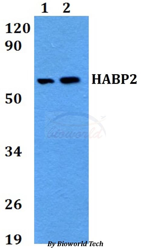 Polyclonal Rabbit anti-Human HABP2 Antibody (WB)