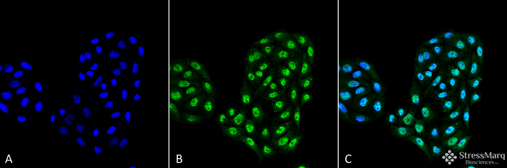 APG12 / ATG12 Antibody (Biotin)