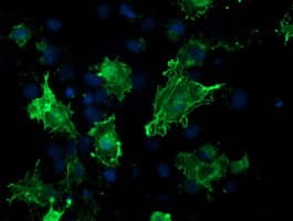 IHC-plus™ VASP Antibody (clone 4D6)