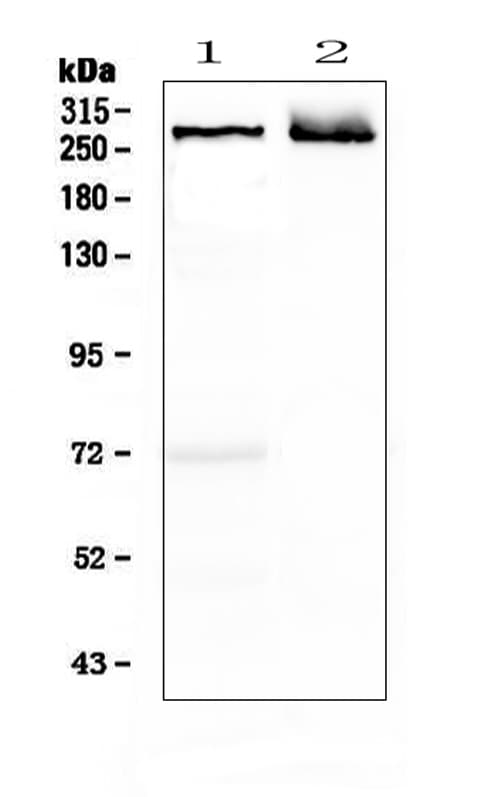 MAP2 Antibody