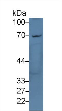 LY9 / CD229 Antibody (aa2-212)