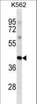 POU5F1 / OCT4 Antibody (clone 341CT7.6.2)