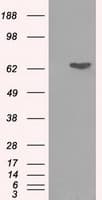 GPI Antibody (clone OTI5G9)
