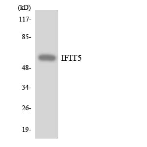 Polyclonal Rabbit anti-Human IFIT5 Antibody (aa270-319, WB)