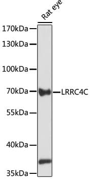 LRRC4C Antibody