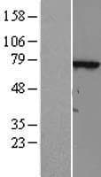 TTC30A Protein (Over-Expression Lysate Myc-DDK (Flag))