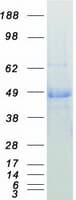 Human DNAJA1 / HDJ2 Protein (Recombinant Myc-DDK (Flag))