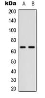 CDC25B Antibody (phospho-Ser323)