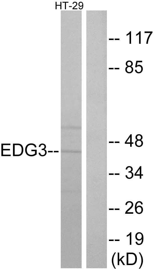 SIPR3 / EDG3 / S1P3 Antibody (aa115-164)