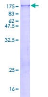 Human ASAP2 / DDEF2 Protein (Recombinant GST)