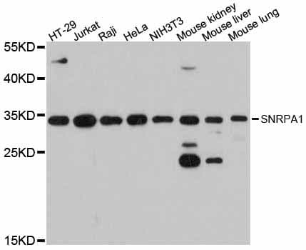 Polyclonal Rabbit anti-Human SNRPA1 Antibody (WB)