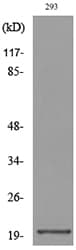 Polyclonal Rabbit anti-Human CMTM6 / CKLFSF6 Antibody (WB)