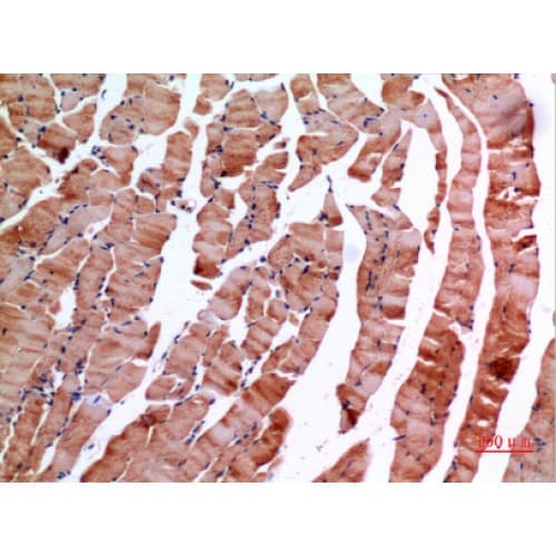 INHBE / Activin Antibody (301-350 aa, C-terminal)