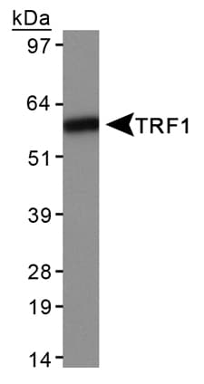 TRF1 / TERF1 Antibody (clone 57-6, Biotin)