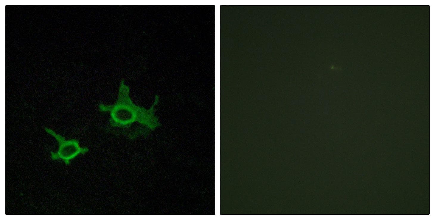 FZD3 / Frizzled 3 Antibody