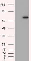 PDE4A / PDE4 Antibody (clone OTI7B11)