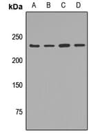 MYH10 Antibody