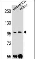 PCDH1 / PCD1 Antibody (aa179-206)
