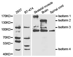 NOS1 / nNOS Antibody