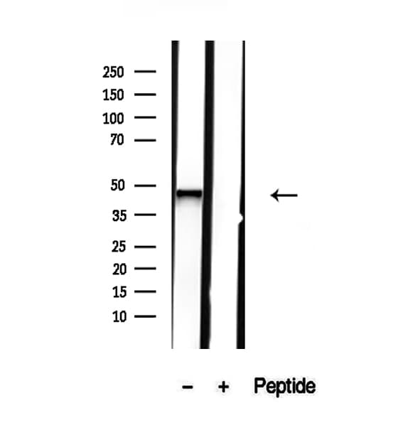 NR2E3 / PNR Antibody
