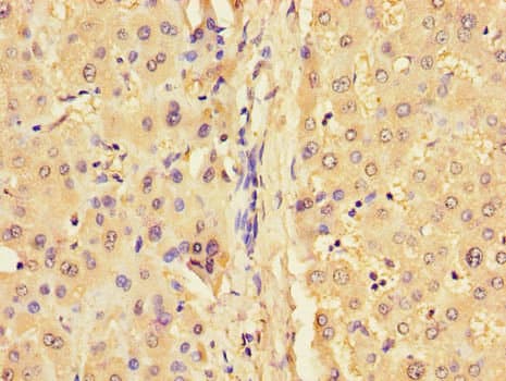 Polyclonal Rabbit anti-Human GJB1 / CX32 / Connexin 32 Antibody (IHC, IF)