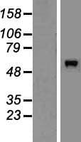 DOLK Protein (Over-Expression Lysate Myc-DDK (Flag))