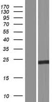 FGF13 Protein (Over-Expression Lysate Myc-DDK (Flag))