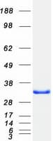 Human IPP2 / PPP1R2 Protein (Recombinant Myc-DDK (Flag))