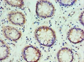 IRF2 Antibody (aa120-349)