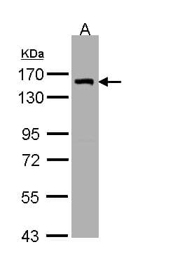 LIMCH1 Antibody (aa734-1007)