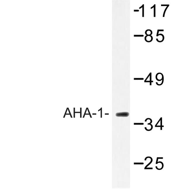 AHSA1 / AHA1 Antibody (Thr183)