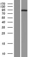 TRIM36 Protein (Over-Expression Lysate Myc-DDK (Flag))
