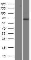 MTMR14 Protein (Over-Expression Lysate Myc-DDK (Flag))