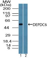 DEPTOR / DEPDC6 Antibody (aa230-280)
