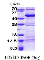 Human TEF Protein (Recombinant His)